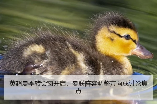 英超夏季转会窗开启，曼联阵容调整方向成讨论焦点